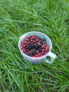 Śniadanie - jeżyny i maliny z ogródka