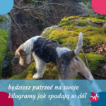 chudnij na kanapie - foksterier patrzy w przepaść