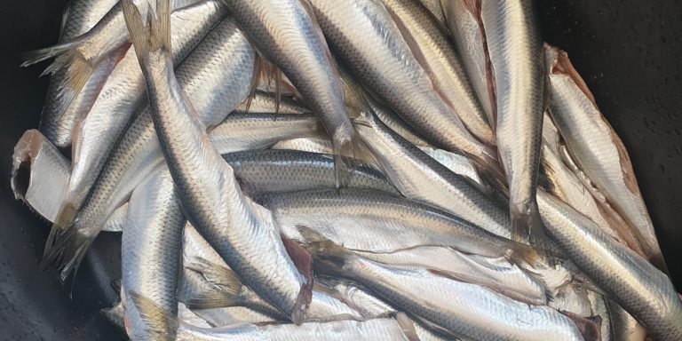 tusza śledzia